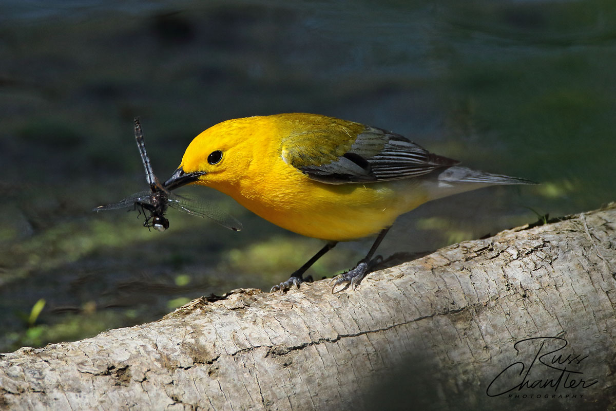 Prothonotary Warbler © Russ Chantler